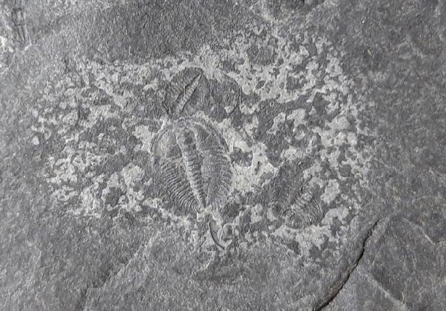 Changaspis elongata LEE in CHIEN 1961  - Bild © FossNet FossilienStore
